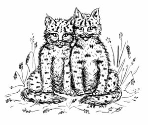 Cougars